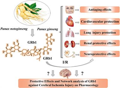 Protective Effects and Network Analysis of Ginsenoside Rb1 Against Cerebral Ischemia Injury: A Pharmacological Review